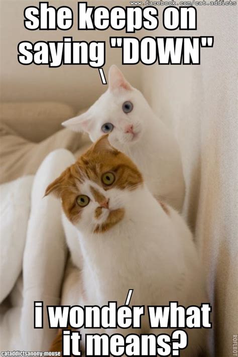 Katie's Kitties: Funny Cat Pictures with Captions