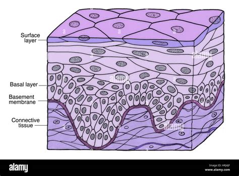 Stratified Squamous Epithelium Keratinized Drawing