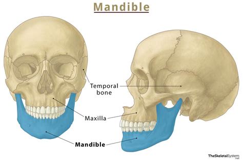 Facial Bones Of The Skull Mnemonic: Anatomy And Labeled, 51% OFF