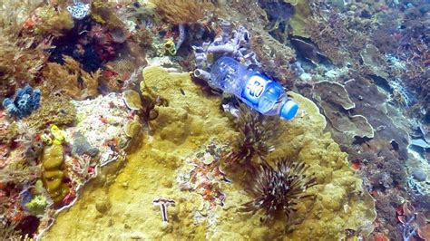 A third of coral reefs 'entangled with plastic' - BBC News