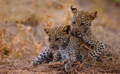 Leopard Cubs, animal, cat, leopard, cub HD wallpaper | Pxfuel