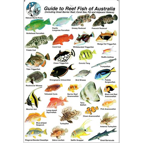 Fish Identification Great Barrier Reef, Fishwatchers Species Camtas ...