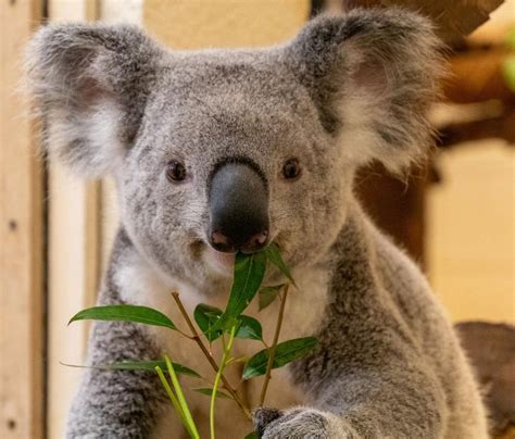 New addition to Palm Beach Zoo: Queensland Koala Sydney