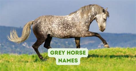 Grey Horse Names: Unique and Creative Ideas for Naming Your New Equine ...