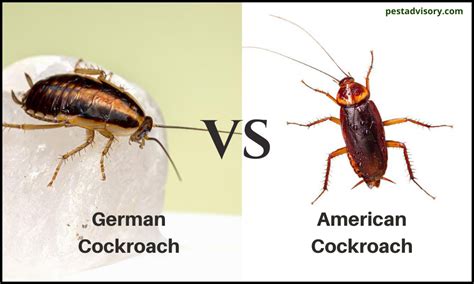 German vs. American Cockroaches | Similarities & Differences