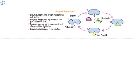 Anatomy & Physiology: Enzyme Reactions | ditki medical & biological ...