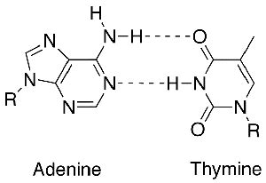 Nitrogenous Bases: Hydrogen Bonding, Lesson & Quiz | Study.com