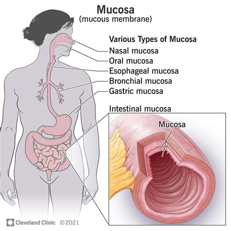 Mucous Membranes