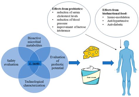 Fermentation | Free Full-Text | Lactococcus lactis in Dairy ...