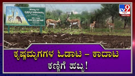 Ranebennur Blackbuck Deer Sanctuary Is Very Well Connected With The ...