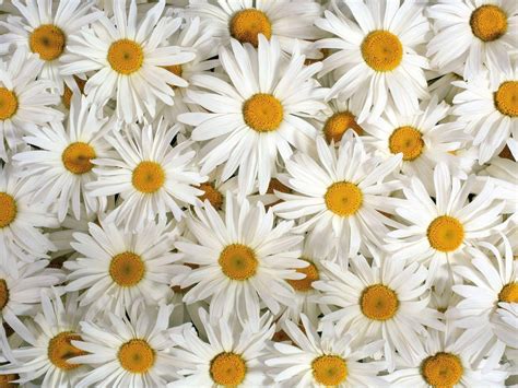 Daisy Flower Wallpapers - Wallpaper Cave