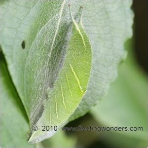 apatura_iris_purple_emperor_caterpillar_willow