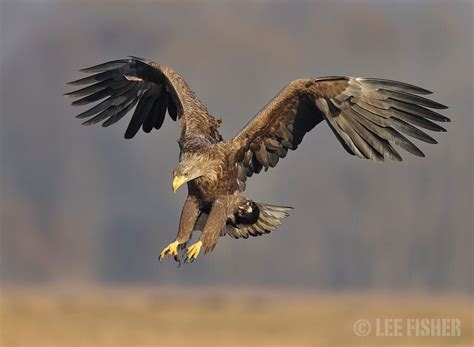 EAGLE SWOOP by Lee Fisher on 500px | Eagle, Birds of prey, White tailed ...