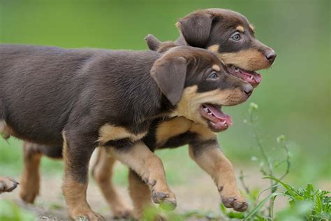 Are Kelpie Dogs Good Pets