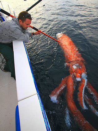 ‘Giant Squid Attack By Shark:’ Rare Giant Squid Discovered (Video)