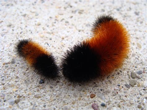 Big Black Fuzzy Caterpillar With Red Stripes Photo by andy reago ...