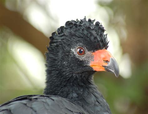 Wattled curassow