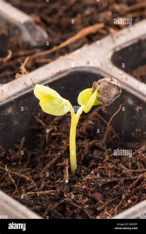 winter sown hollyhock (Alcea) seedling with the seed case still ...