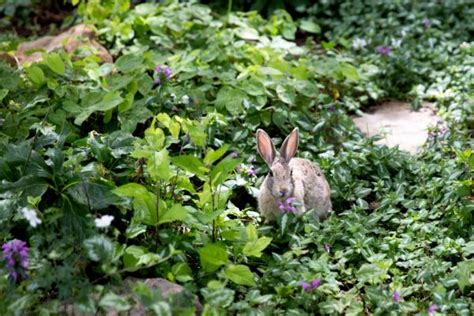 Rabbit Resistant Plants for Your Garden - MyGardenLife