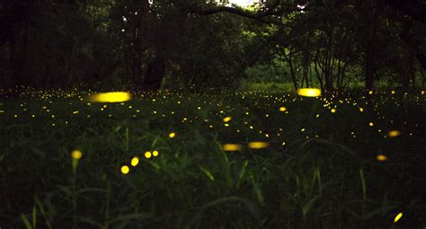 It's Firefly Season in the West | Natural History Museum of Utah