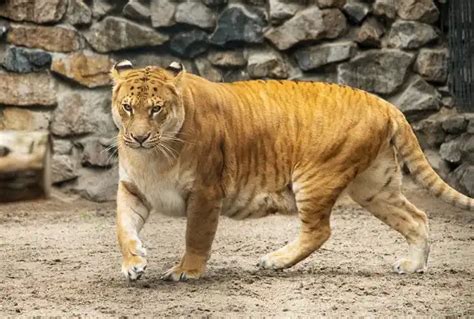 Liger - Facts, Size, Diet, Pictures - All Animal Facts