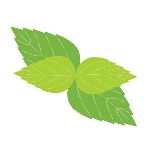 Mint leaf. peppermint green leaves 20047303 PNG