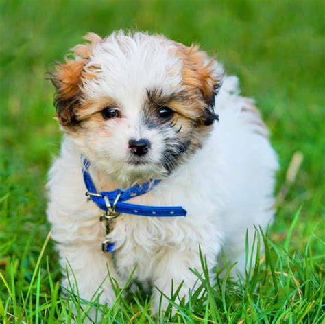 Hypoallergenic Toy Dog Breeds List - Home Alqu