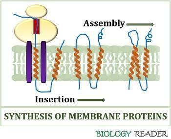 What are Membrane Proteins? Definition, Assembling & Types - Biology Reader