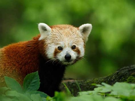 Expedition to track red pandas in the Himalayas | Tribes Travel