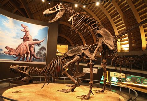 TIL there is a museum in Spain that shows two T. Rex skeletons having ...