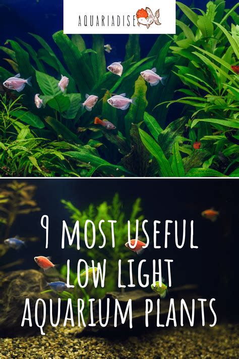 9 Most Useful Low Light Aquarium Plants: Easy-Care and Budget-Friendly