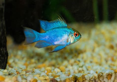 Ram Cichlid Types – Fishkeeping Forever