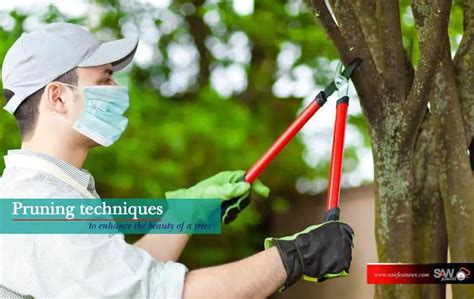 5 Pruning techniques to enhance the beauty of a trees - Saw Features