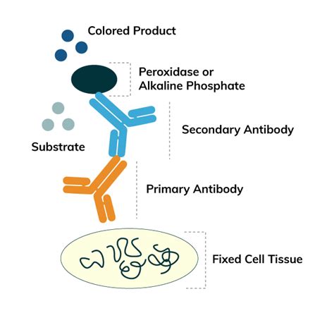 Immunohistochemistry Principle & Protocol