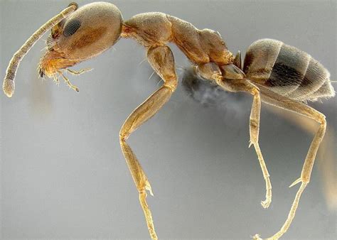 Argentine Ants: what are they, and why are they in the home?