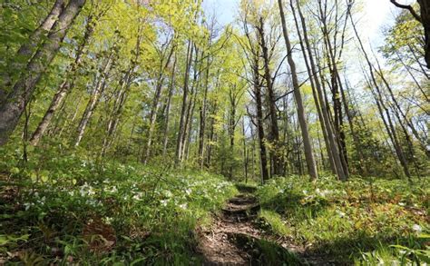 5 forests to visit this spring and how to experience them