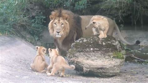 Asiatic Lion Cubs Meet Their Dad at Cotswold Wildlife Park!