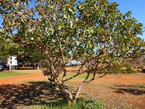 Kakadu Plum – Bush Tucker Growing Guide - AGT