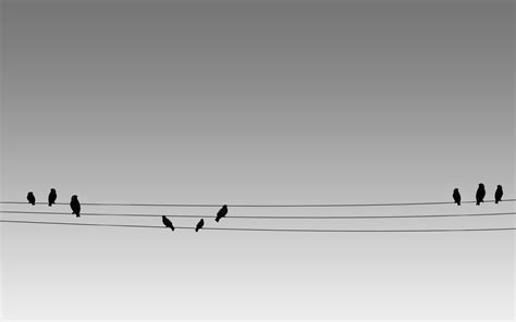 Two Birds On Wire Wallpapers - Wallpaper Cave