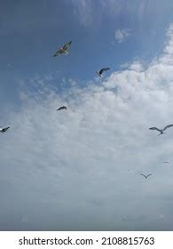 Different Types Seagulls Sky Birds Fly Stock Photo 1696868035 ...