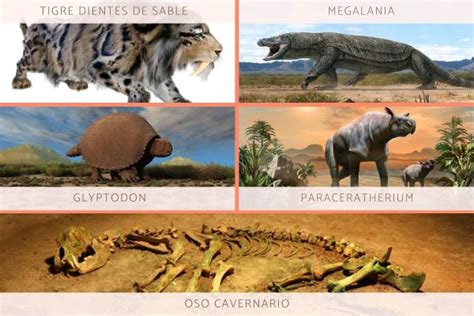 Qué animales habia en la prehistoria ️ Incluye VÍDEO