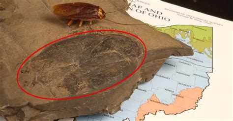 Largest Cockroach Fossil Measuring 3.5 inches Has Been Found in Ohio