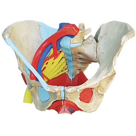 Pelvic Anatomy Female Female Pelvis Model With Ligaments Muscles ...