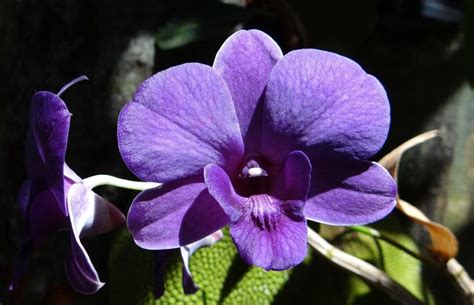 62 Types of Purple Flowers with Pictures | Flower Glossary