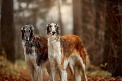 Saluki vs Borzoi: 5 Key Differences - A-Z Animals