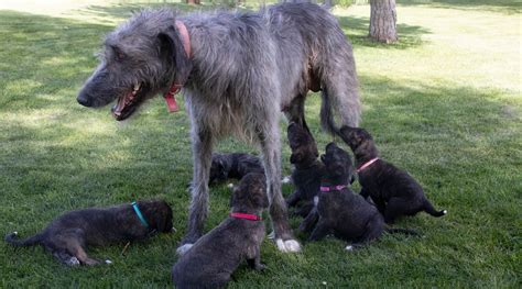 Irish Wolfhound