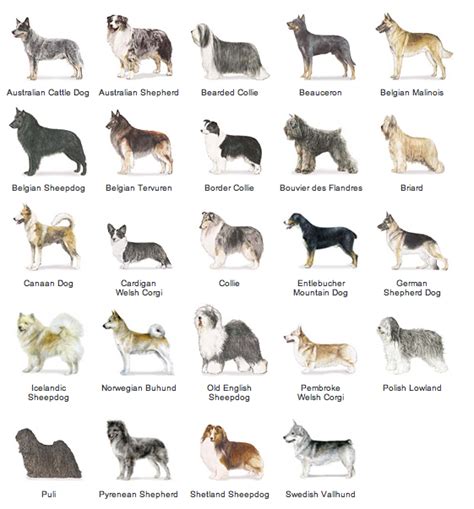 List Dog Breeds - Dog Breeds