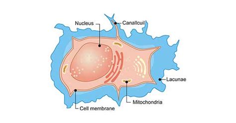 Get an Overview of Osteocytes- CUSABIO