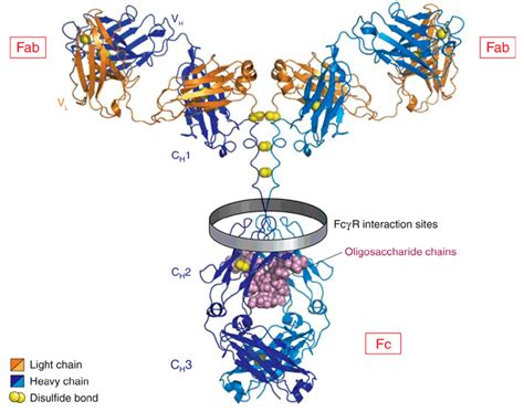 7 General structure of an IgG molecule [41]. | Download Scientific Diagram