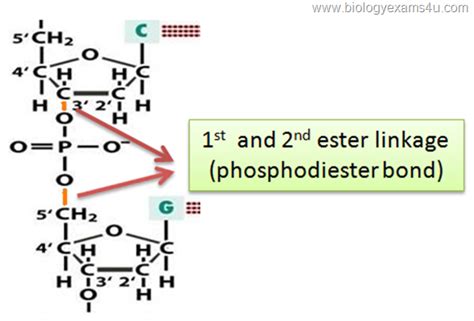 Why is DNA negatively charged?